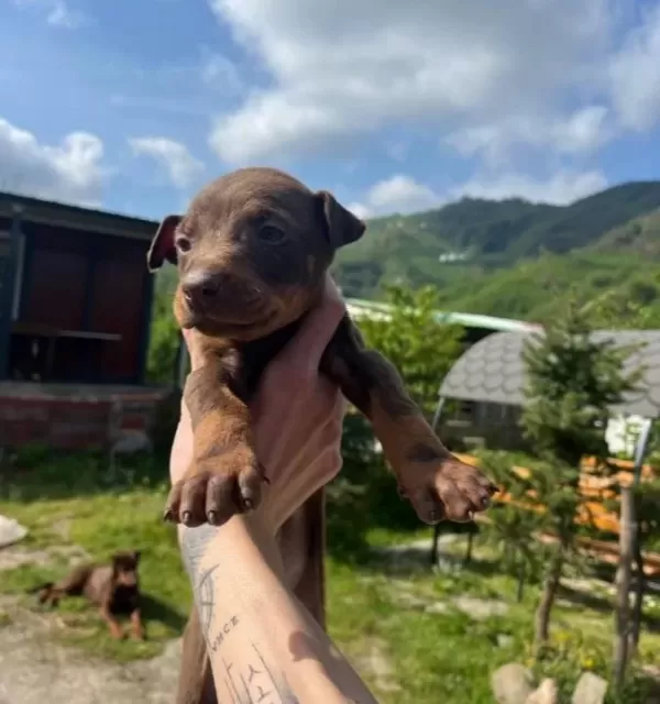 Ki̇ng Doberman Yavrularimiz
