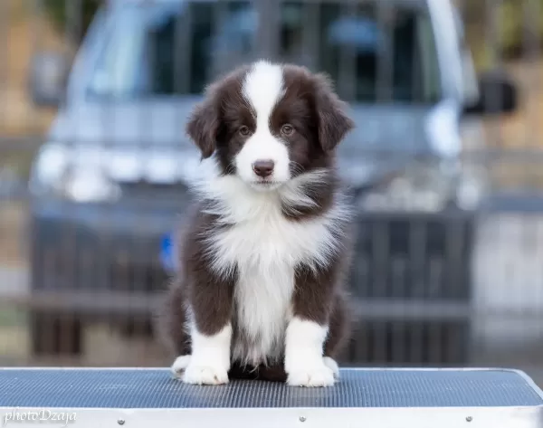 Border Collie yavruları