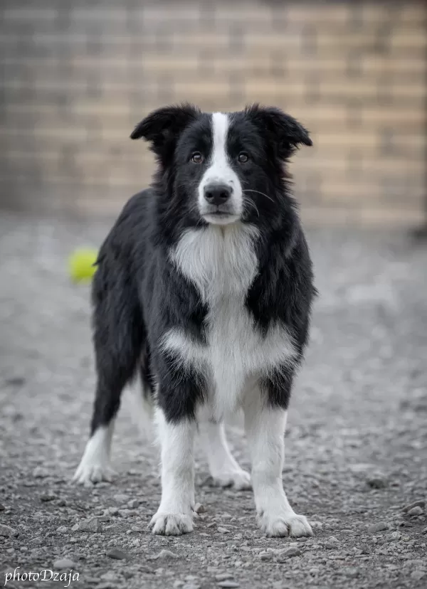 Border Collie yavruları