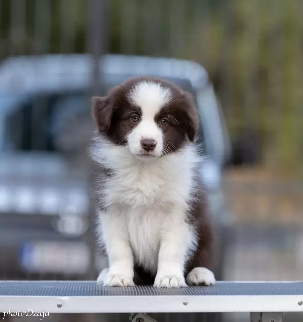 Border Collie yavruları