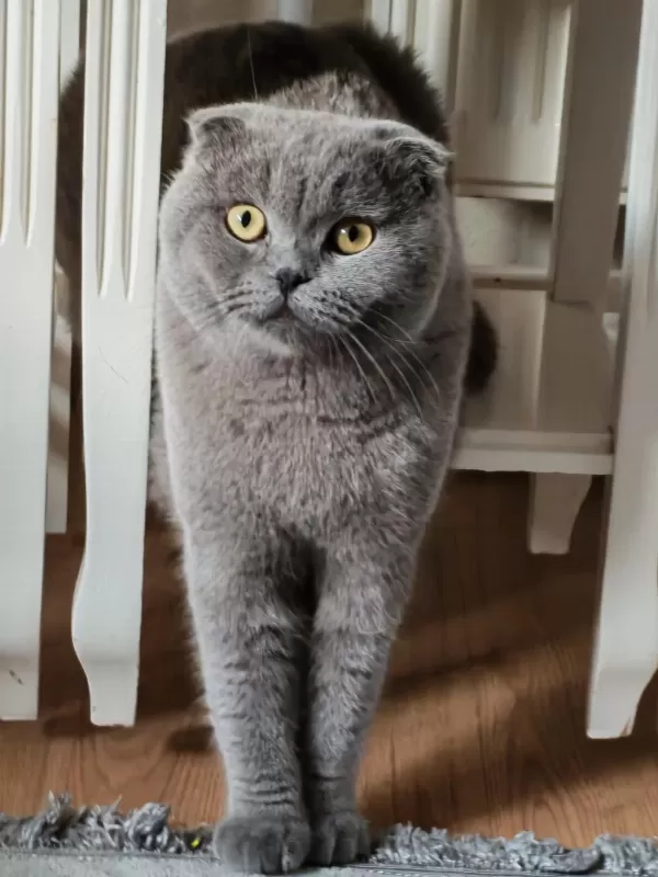 10 Aylık Erkek Scottish Fold