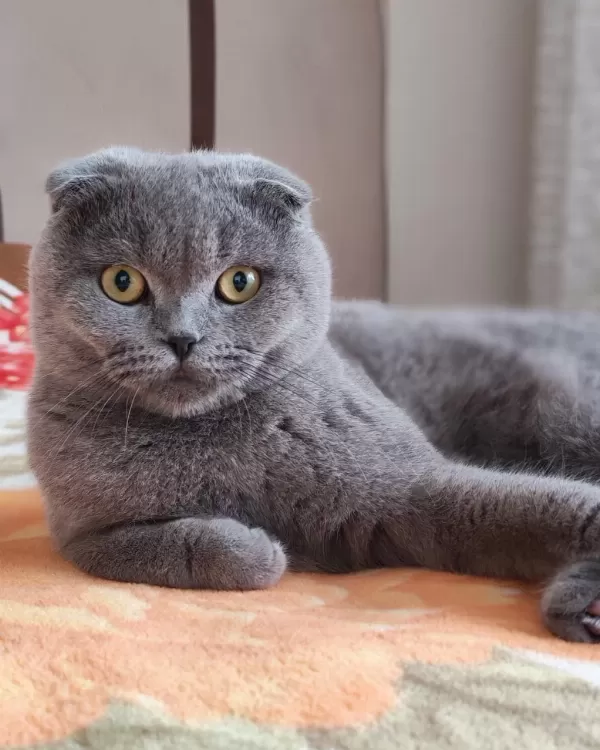 10 Aylık Erkek Scottish Fold