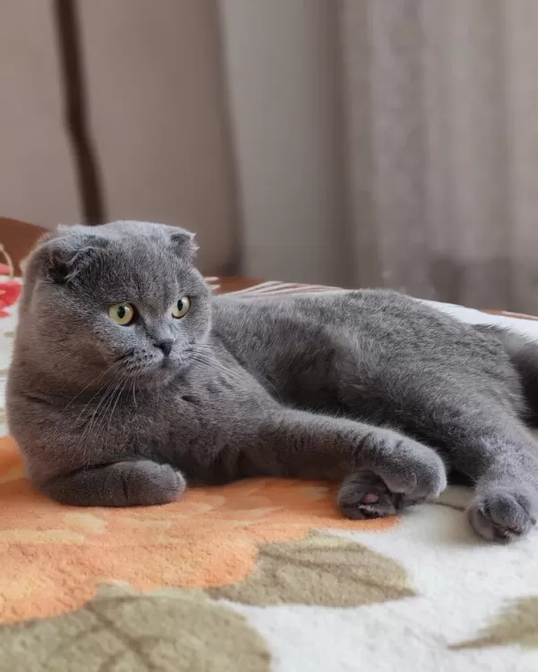 10 Aylık Erkek Scottish Fold