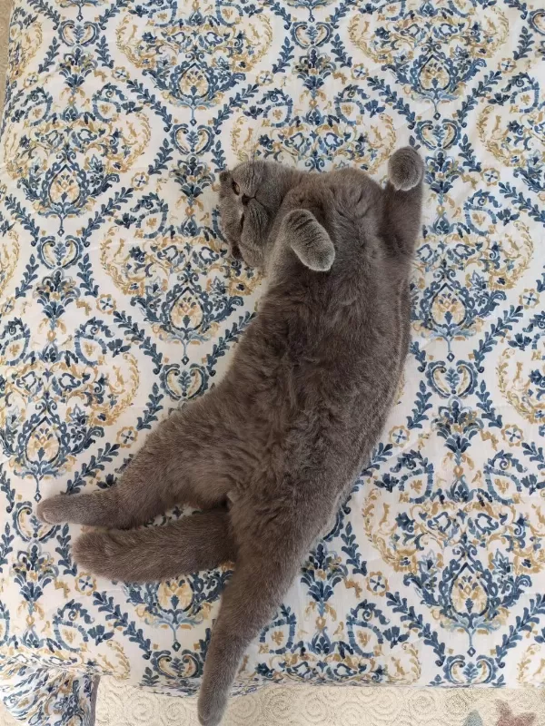 10 Aylık Erkek Scottish Fold