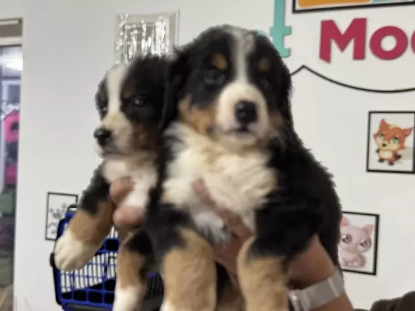 Petmode Köpek Çiftliğinde Ziyarete Açık Bernese Dog