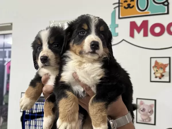 Petmode Köpek Çiftliğinde Ziyarete Açık Bernese Dog