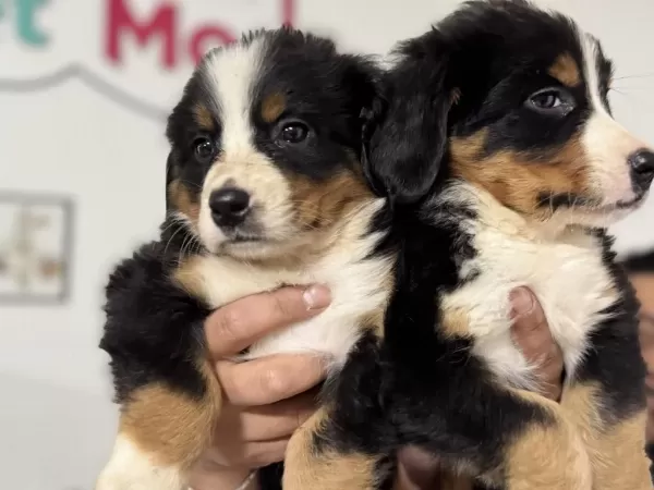 Petmode Köpek Çiftliğinde Ziyarete Açık Bernese Dog