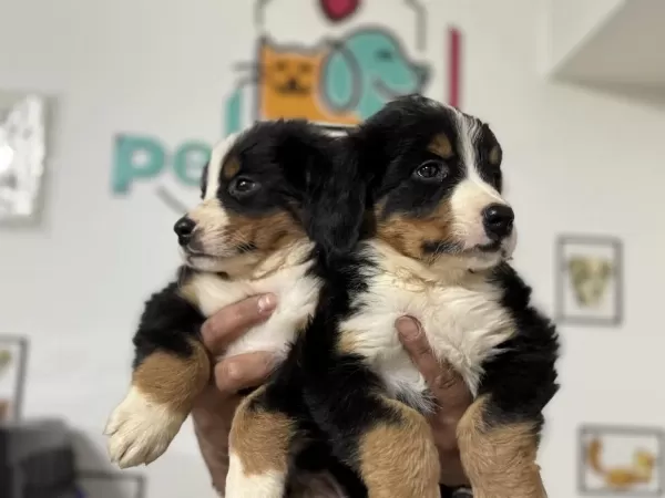 Petmode Köpek Çiftliğinde Ziyarete Açık Bernese Dog