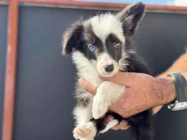 Ankarada Safkan Border Collie Yavrularımız