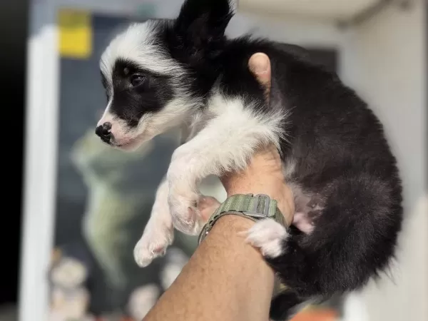 Ankarada Safkan Border Collie Yavrularımız