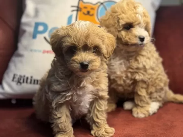 Ankarada Show Kalite Kore Maltipoo Yavrularımız
