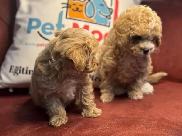 Ankarada Show Kalite Kore Maltipoo Yavrularımız