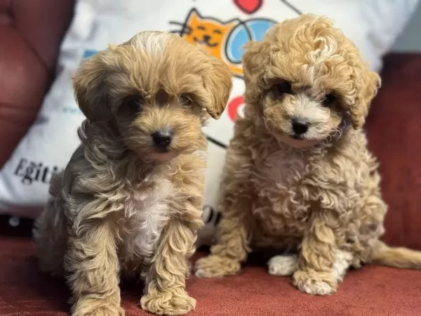 Ankarada Show Kalite Kore Maltipoo Yavrularımız