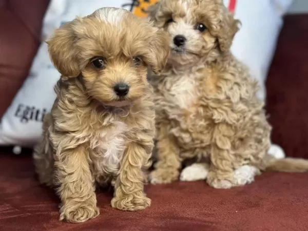 Ankarada Show Kalite Kore Maltipoo Yavrularımız