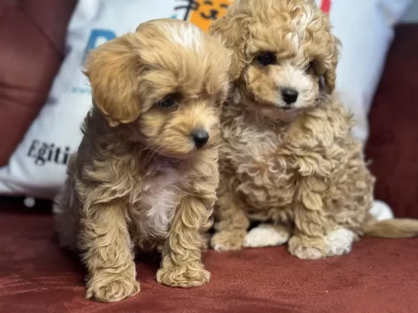 Ankarada Show Kalite Kore Maltipoo Yavrularımız