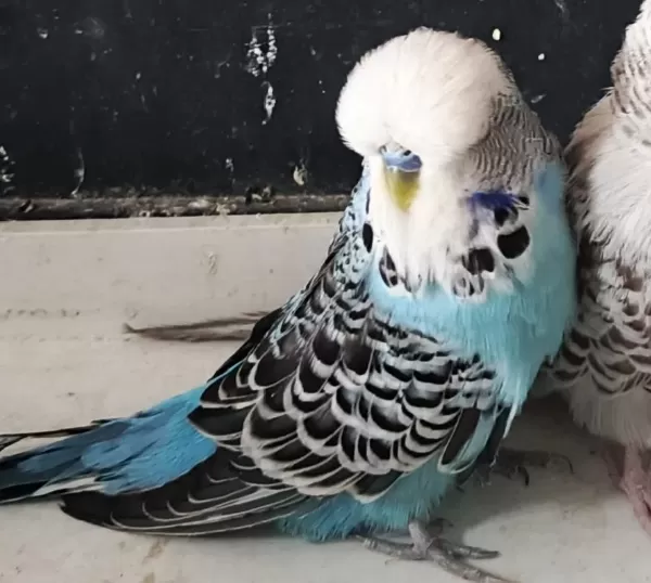 Show Jumbo Muhabbet Kuşu Erkek İsırmaz
