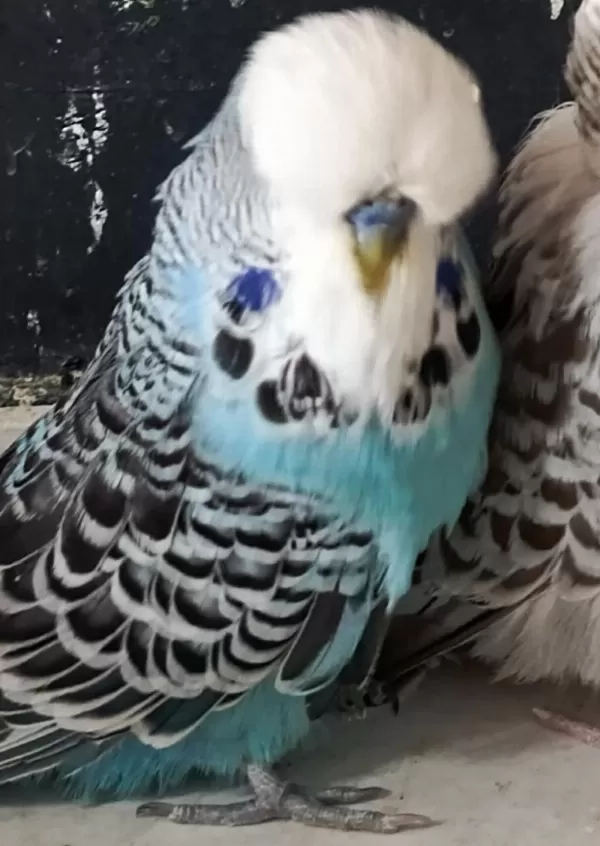Show Jumbo Muhabbet Kuşu Erkek İsırmaz