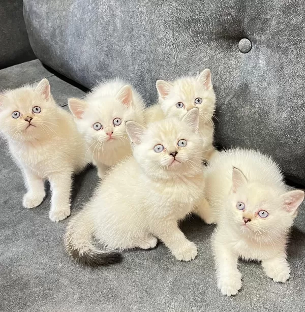 Üretici değil çok kaliteli anne ve babadan