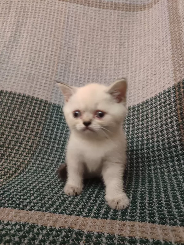 Üretici değil çok kaliteli anne ve babadan