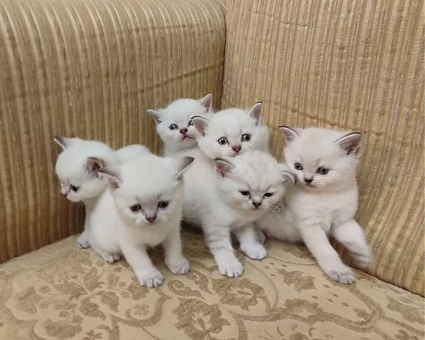 Üretici değil çok kaliteli anne ve babadan