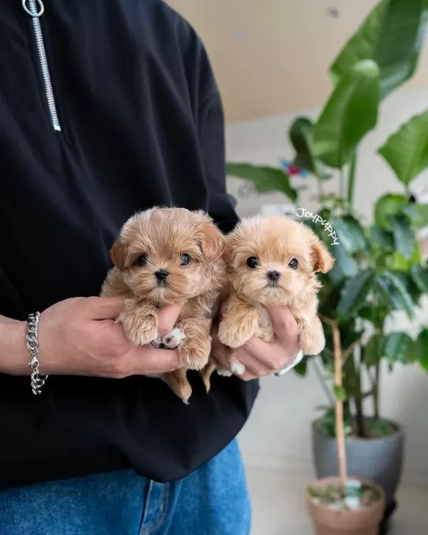 Harika Maltipoo Yavrular