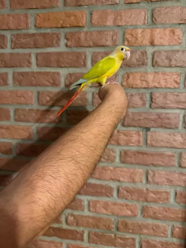 Suncheck Bebek Konur Papağani