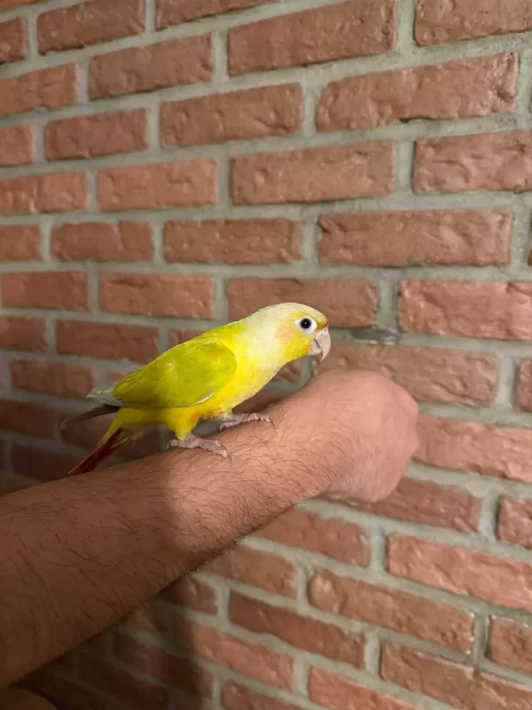 Suncheck Bebek Konur Papağani