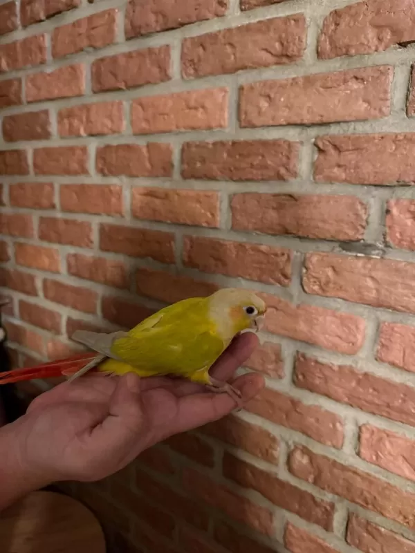 Suncheck Bebek Konur Papağani