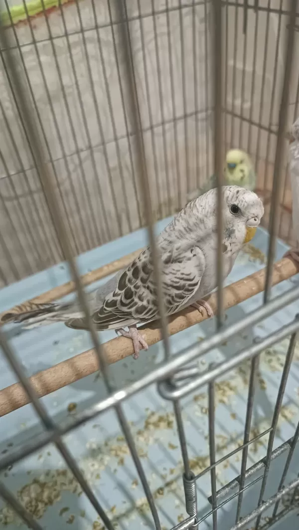Beş Aylık İri Dişi Muhabbet Kuşu Eş Olmaya Hazır