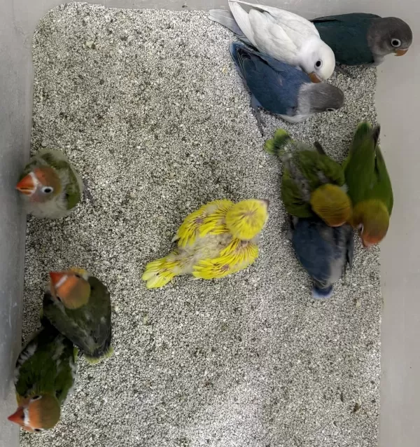 El Besleme Yavru Cennet Sevda Papağanlar