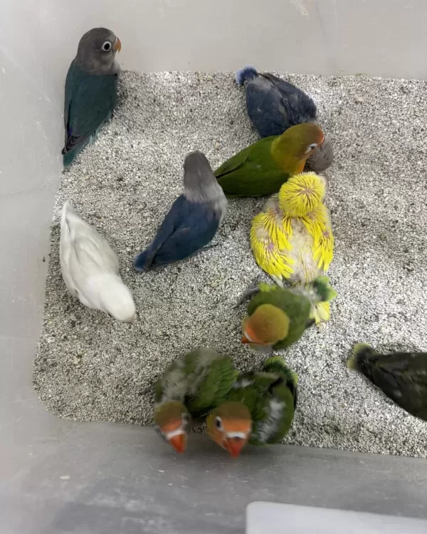 El Besleme Yavru Cennet Ve Sevda Yavrular