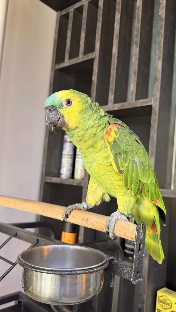 Ele Alışkın Uysal Amazon Papağanı Rio