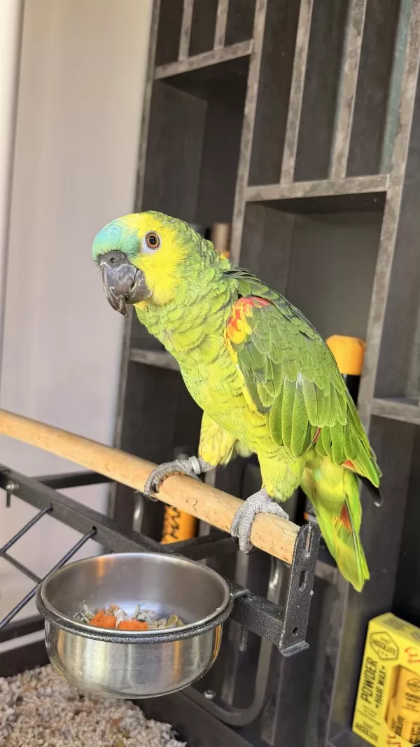 Ele Alışkın Uysal Amazon Papağanı Rio