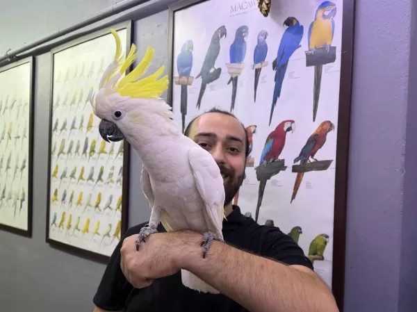 Eğitimli Dev Boy Triton Sülfür Kakadu Papağanimiz