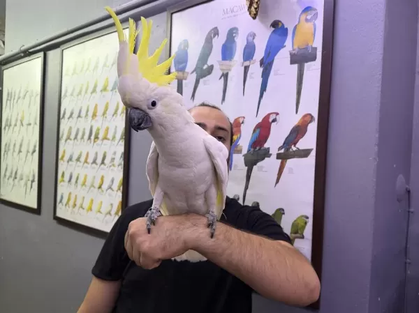 Eğitimli Dev Boy Triton Sülfür Kakadu Papağanimiz