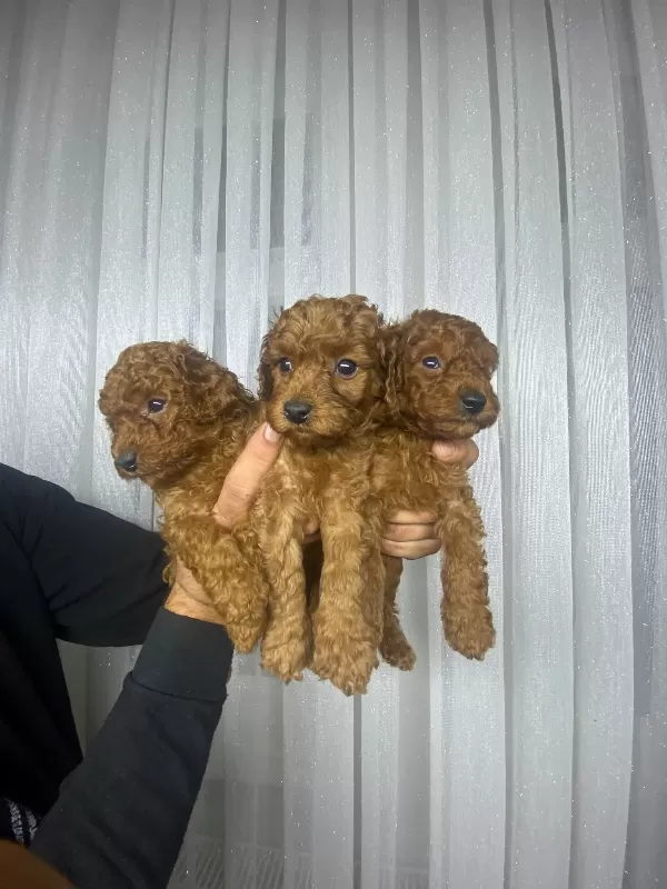 Tuvalet eğitimli poodle minnaklarım