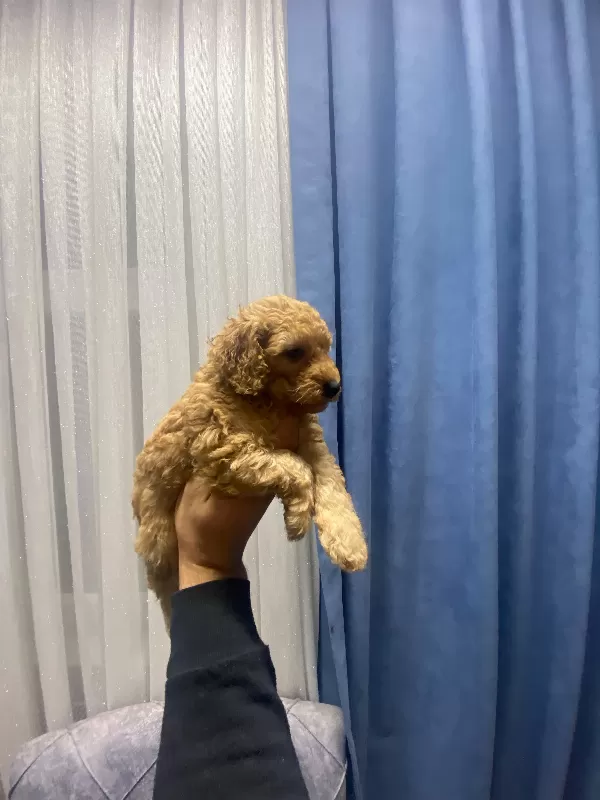 Tuvalet eğitimli poodle minnaklarım