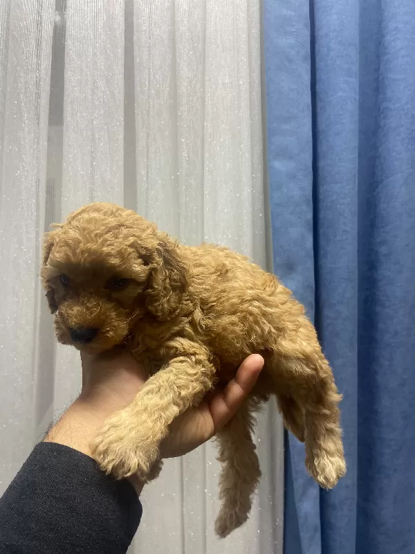 Tuvalet eğitimli poodle minnaklarım