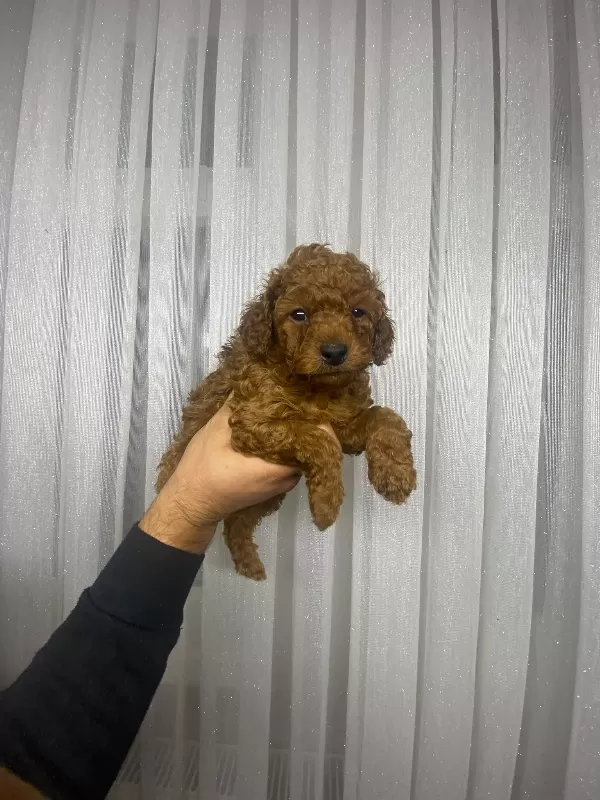 Tuvalet eğitimli poodle minnaklarım