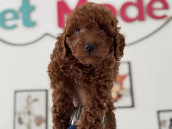 Pemode Köpek Çiftliğinden Kore Toy Poodle Yavrular