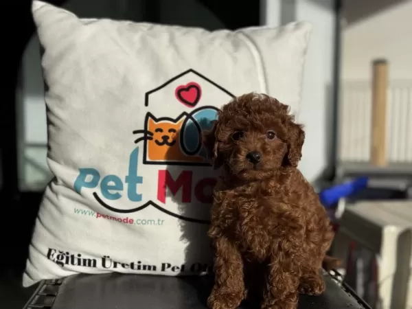 Pemode Köpek Çiftliğinden Kore Toy Poodle Yavrular