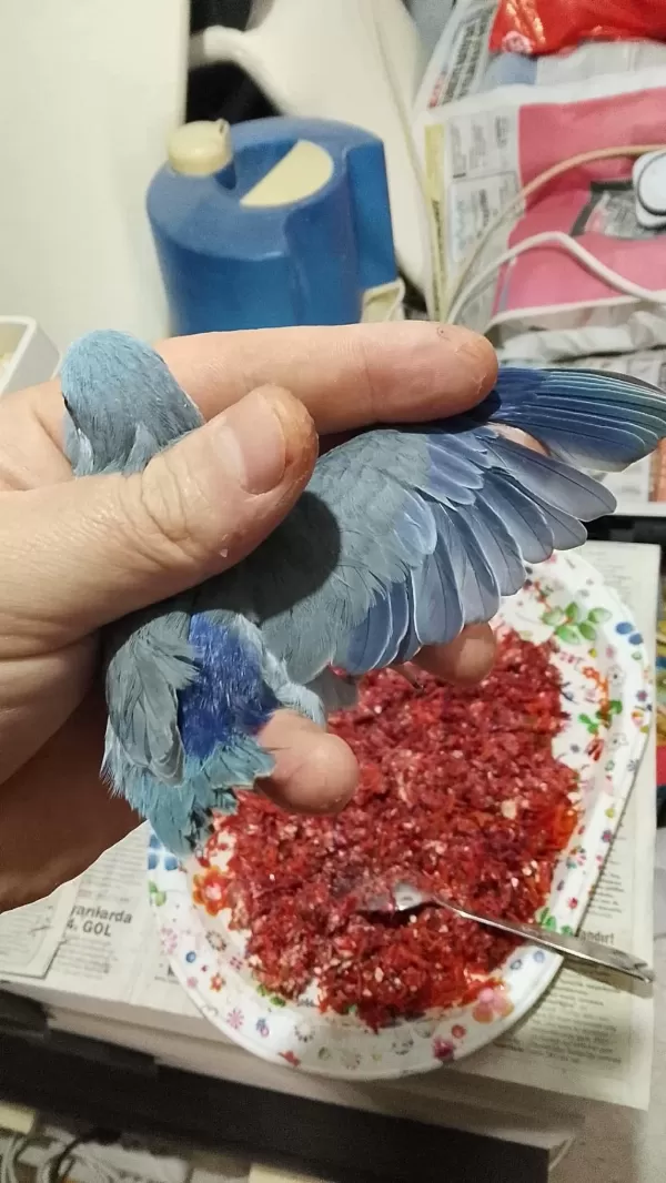 Forpus Papağanı Yavrularımız