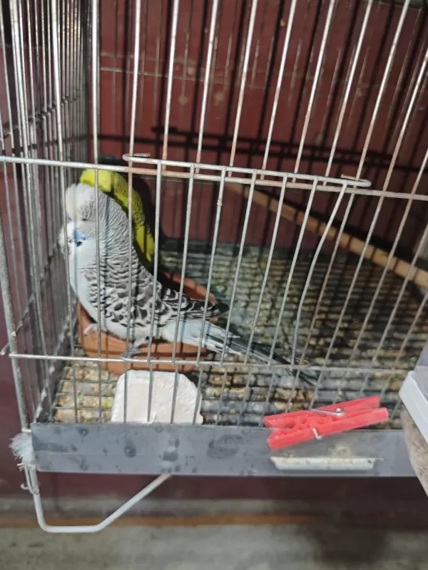 Sağlıklı Toplu Kümes Satiş