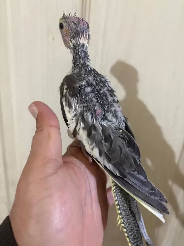 37 Günlük Konuşturmalik Grey Bebek Sultan Papağani