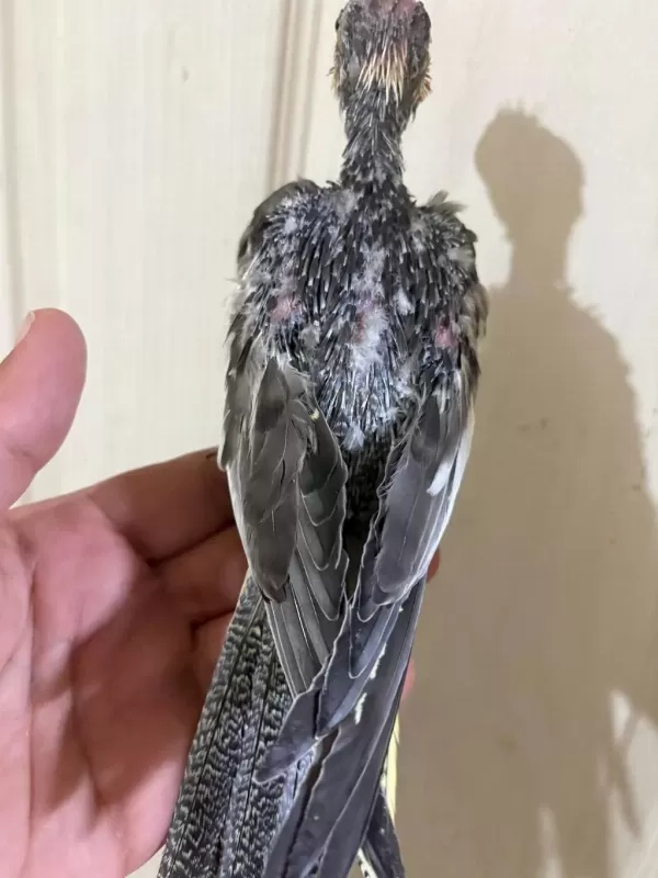 37 Günlük Konuşturmalik Grey Bebek Sultan Papağani