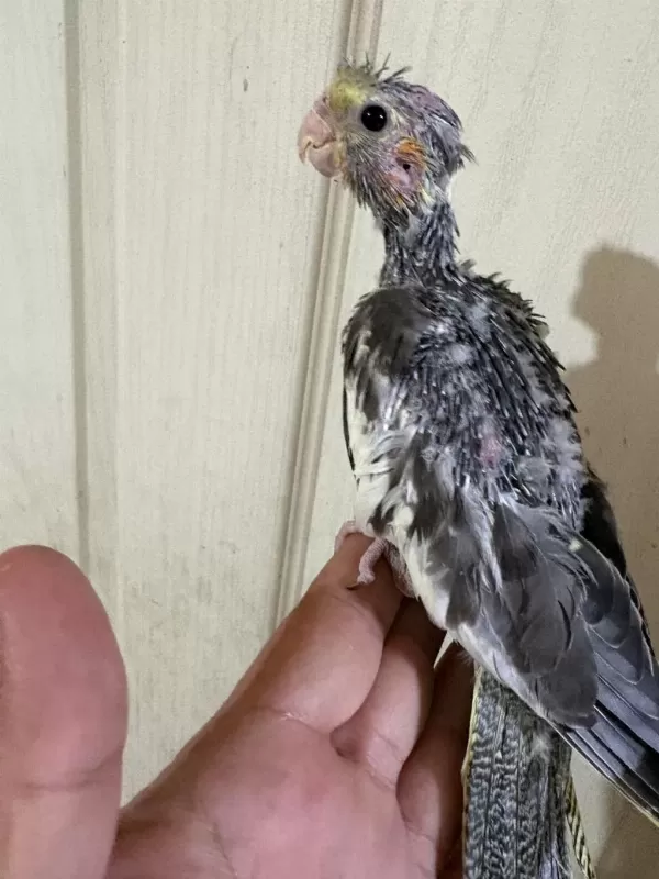 37 Günlük Konuşturmalik Grey Bebek Sultan Papağani