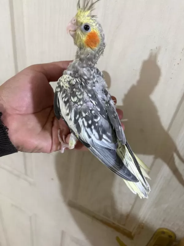 38 Günlük Konuşturmalık Bebek Sultan Papağanı