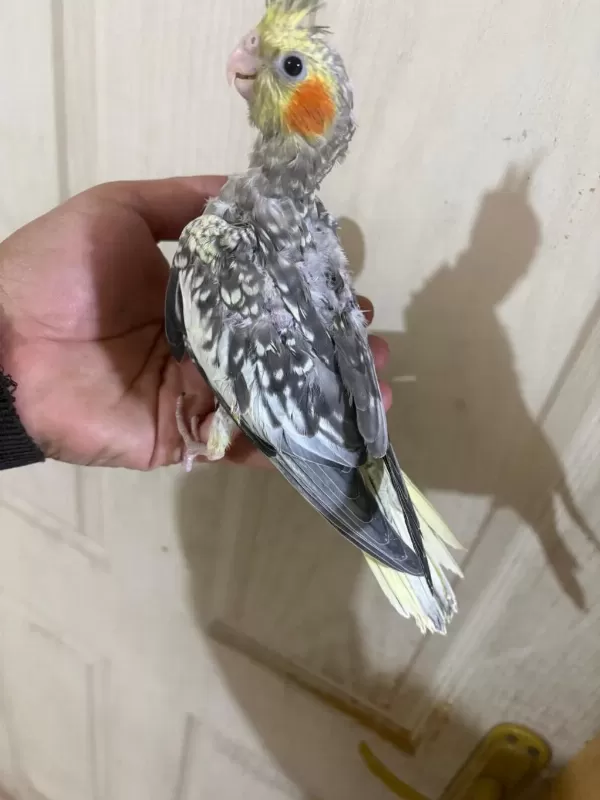 38 Günlük Konuşturmalık Bebek Sultan Papağanı