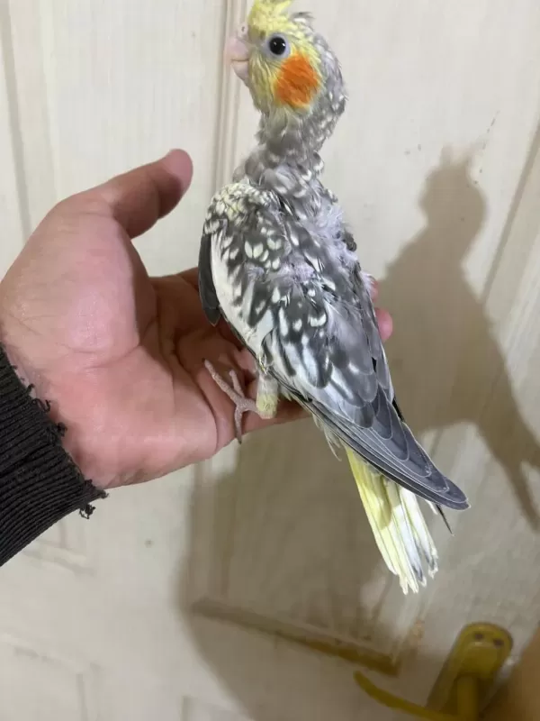 38 Günlük Konuşturmalık Bebek Sultan Papağanı