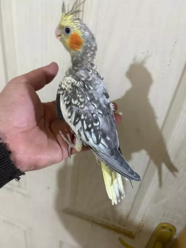 38 Günlük Konuşturmalık Bebek Sultan Papağanı
